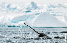 Photograph the wild Arctic in Nunavut