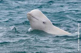 Beluga watching, Nunavut