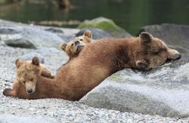 Grizzly Bears, British Columbia