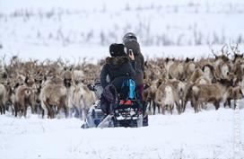 Migrating reindeer, Northwest Territories