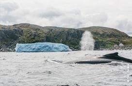 Whale watching, Newfoundland and Labrador