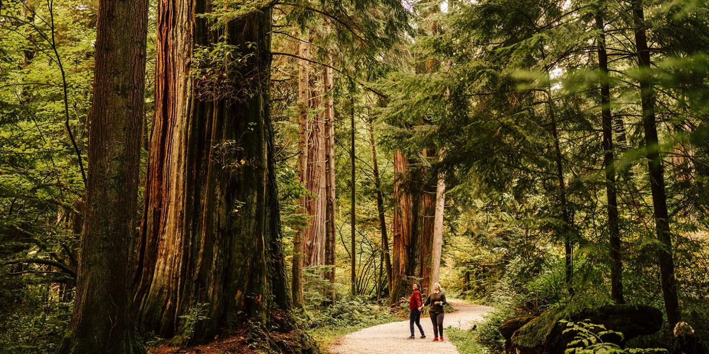Mindful Travel British Columbia Rainforest