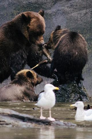 Wildlife Viewing Grizzly Bears Mother and Cubs