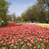 Canadian Tulip Festival