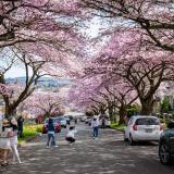 Vancouver Cherry Blossom Festival