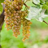 wine