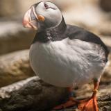 Papageientaucher in Neufundland und Labrador beobachten