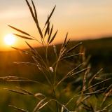 Sonnenuntergang vor goldenen Präriefeldern