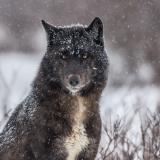Wolf-Safari mit Churchill Wild