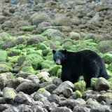 Bär in Seetang