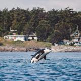 whale in BC