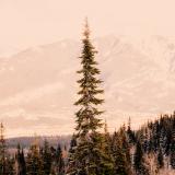 Ein Baum ragt aus einem Wald heraus, im Hintergrund ist eine Berglandschaft zu sehen.